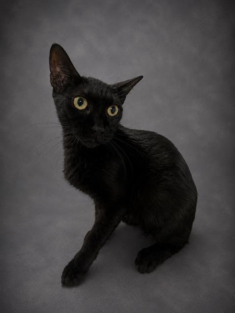 MAISE - Domestic Short Hair available for adoption