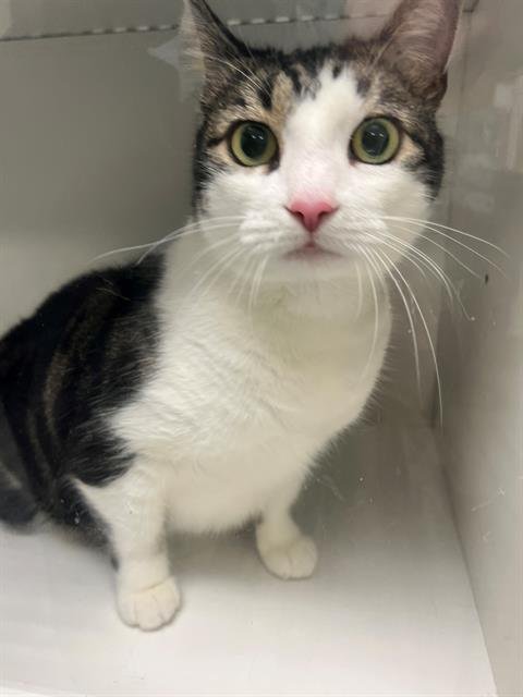 BERTHA - Domestic Short Hair available for adoption
