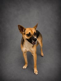 ADDIE - Photo 1