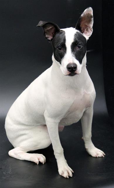 RUSSEL - Parson Russell Terrier available for adoption