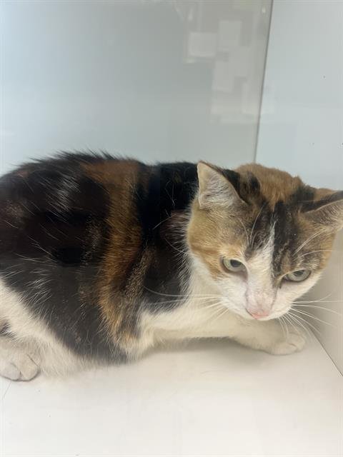 A1273584 - Domestic Short Hair available for adoption