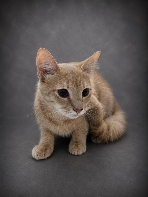 ARCHIE - Domestic Short Hair available for adoption