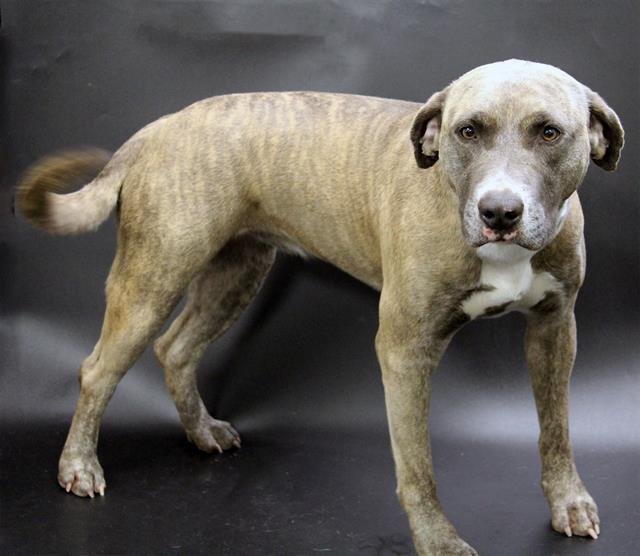 LILY - Bulldog available for adoption