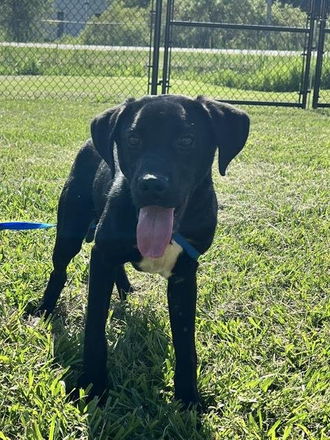 BUTTERS - Labrador Retriever available for adoption