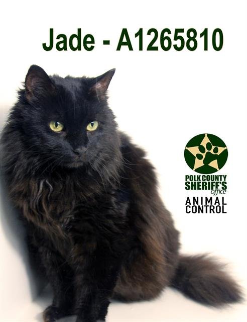 JADE - Domestic Long Hair for adoption in Lakeland