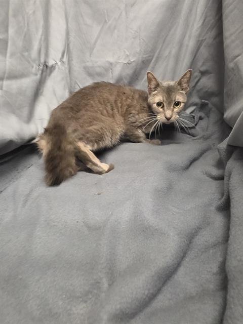 MARS - Domestic Short Hair available for adoption