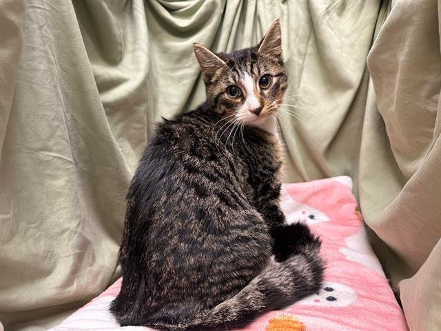 A1257428 - Domestic Short Hair available for adoption