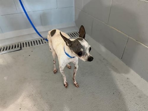 MERLE - Chihuahua available for adoption