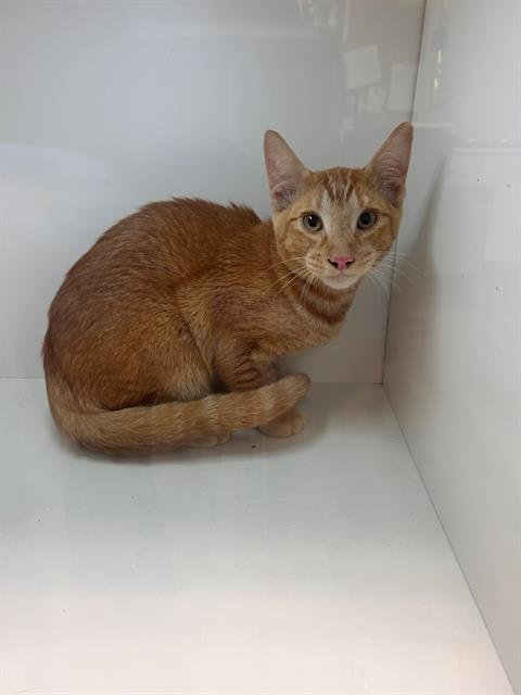 JACOB - Domestic Short Hair for adoption in Lakeland