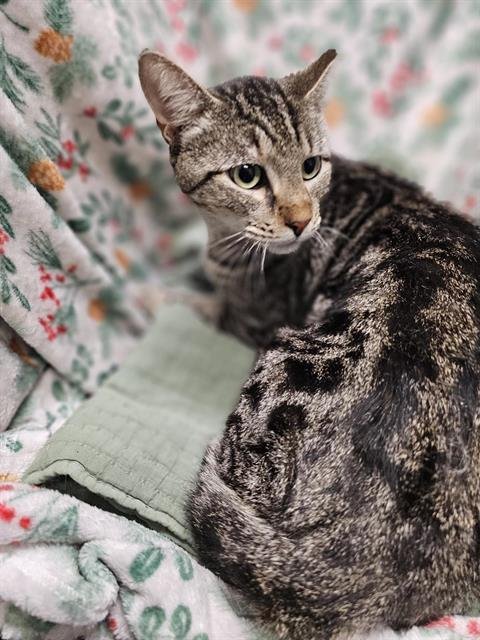 A1259143 - Domestic Short Hair available for adoption