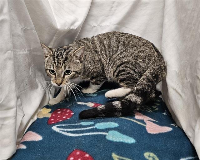 A1256270 - Domestic Short Hair available for adoption