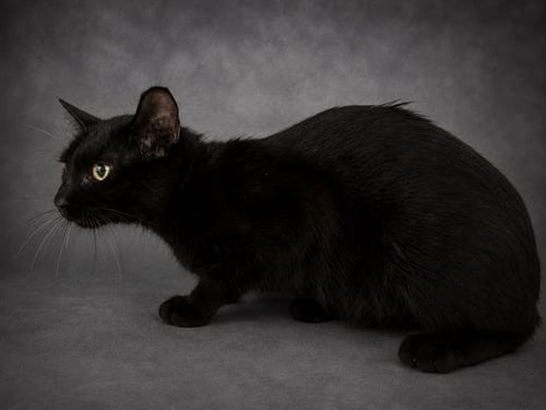 CHURCH - Domestic Short Hair available for adoption