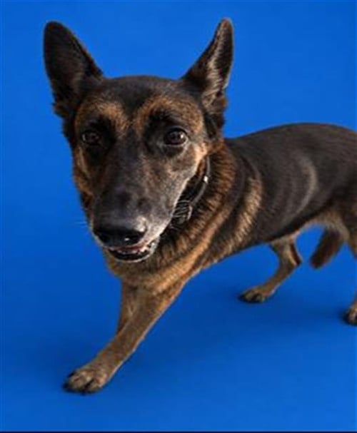 ELLA - German Shepherd Dog available for adoption