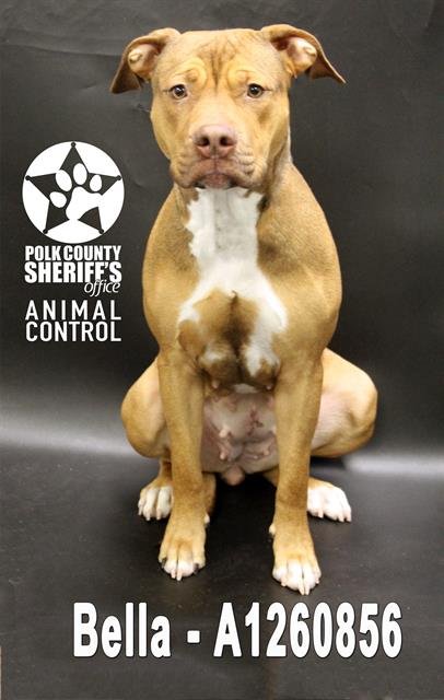 BELLA - Bulldog available for adoption