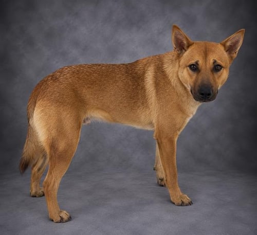 GINNY - Carolina Dog available for adoption