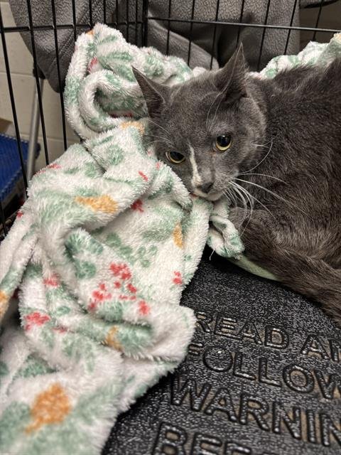 A1258952 - Domestic Short Hair available for adoption