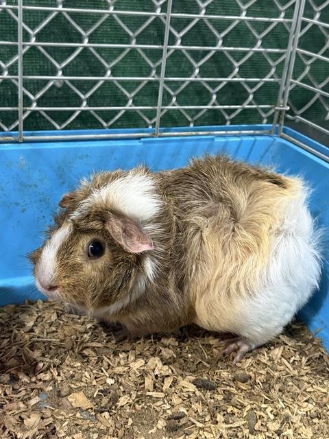 BUTTER - Guinea Pig available for adoption