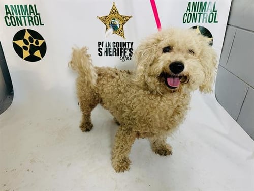 STELLA - Bichon Frise available for adoption