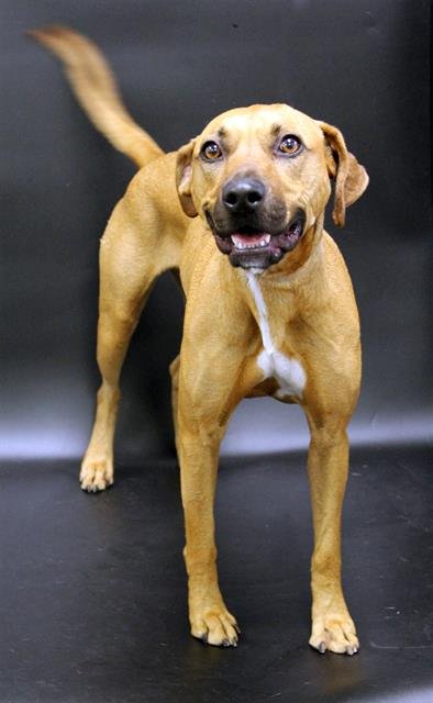 GINGER - Rhodesian Ridgeback available for adoption