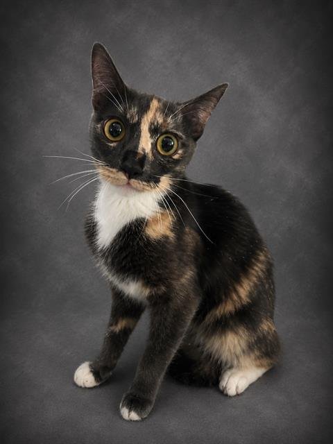 DEZARAY - Domestic Short Hair available for adoption