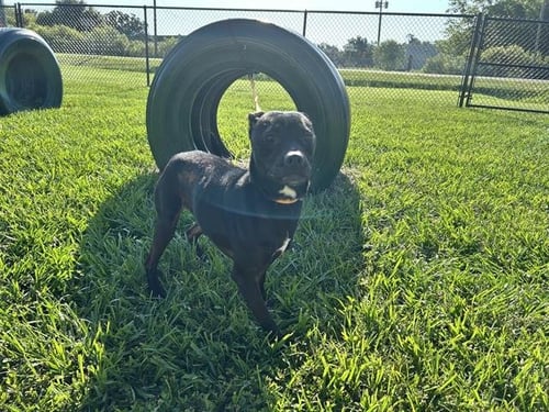 MILLIE - Labrador Retriever available for adoption