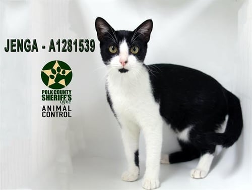 JENGA - Domestic Short Hair available for adoption