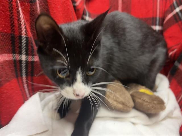 PEPPER - Domestic Short Hair available for adoption