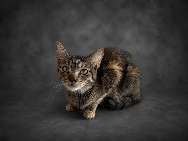 MISS PICKLES Image