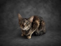 MISS PICKLES - Photo 1