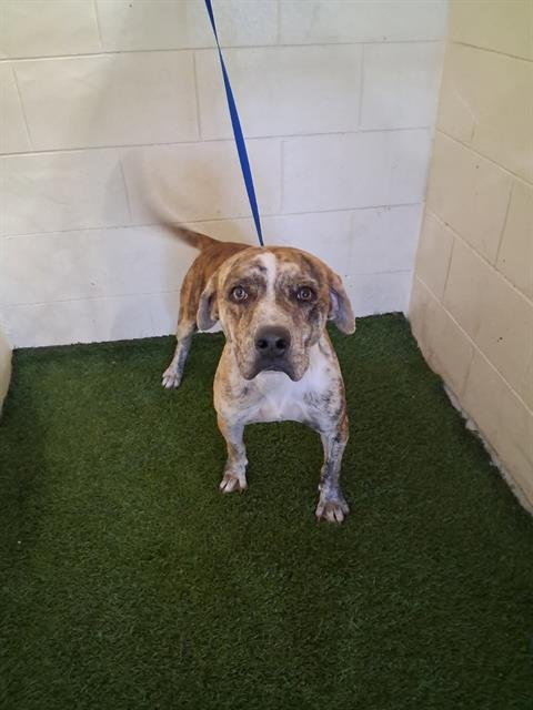 HAMILTON - Labrador Retriever available for adoption