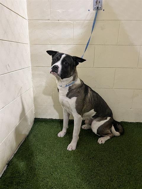 NEMO - Bulldog available for adoption