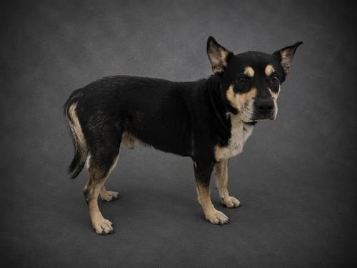 MAKO - Australian Kelpie available for adoption