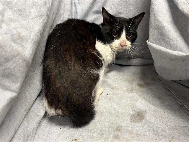 CLAWDE - Domestic Short Hair available for adoption