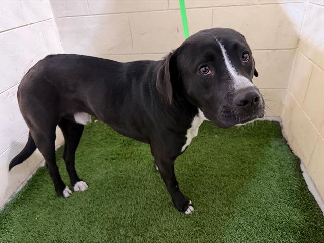 MOOSE - Bulldog available for adoption