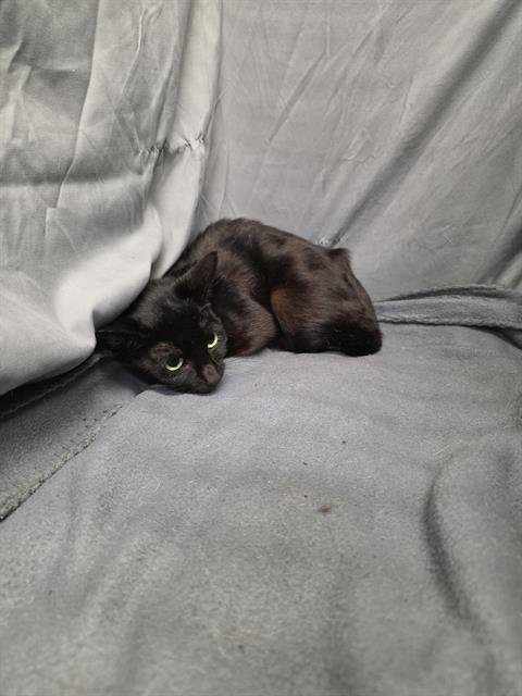 NEPTUNE - Domestic Short Hair available for adoption