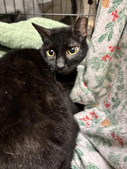 A1258953 - Domestic Short Hair available for adoption