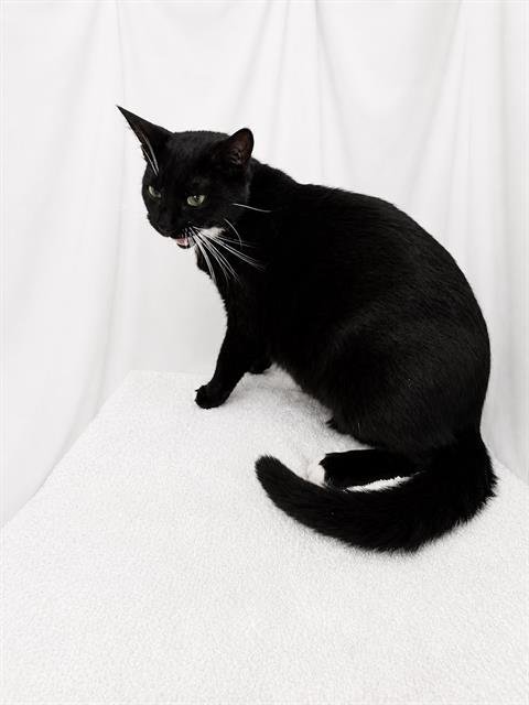 WHISKERS Image