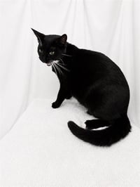 WHISKERS - Photo 1