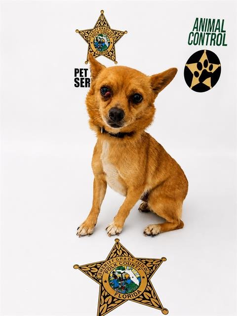 CHICHI - Chihuahua available for adoption