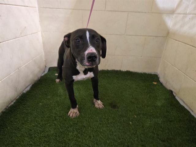 COOPER - American Bulldog available for adoption