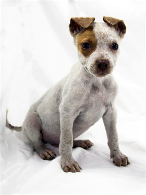 A1258173 - Bulldog available for adoption