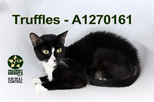 TRUFFLES - Domestic Short Hair for adoption in Lakeland