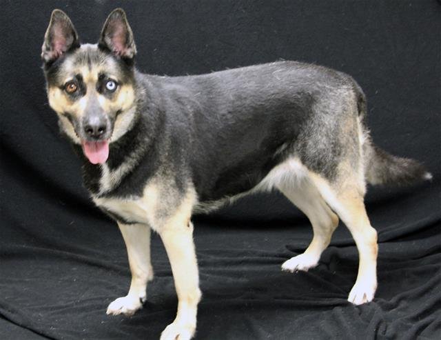 HOPE - German Shepherd Dog available for adoption