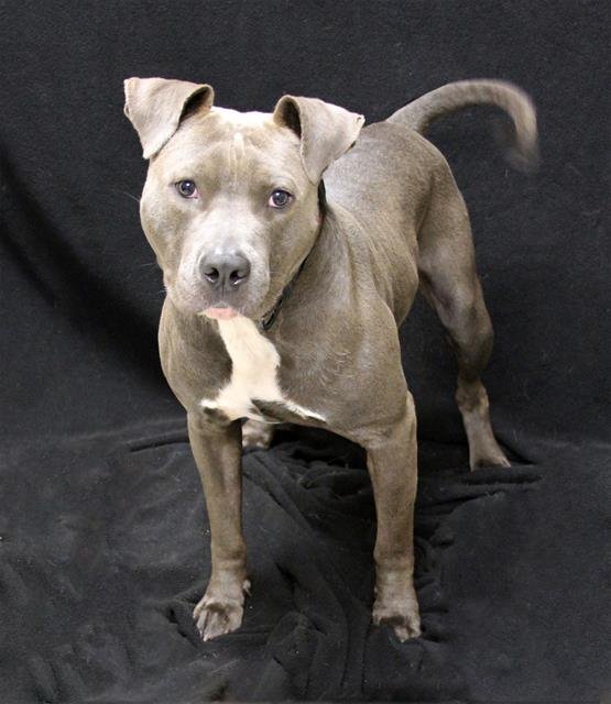 SCOTT - Bulldog available for adoption