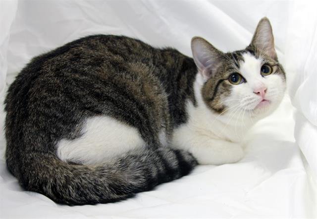 DONATELLO - Domestic Short Hair available for adoption