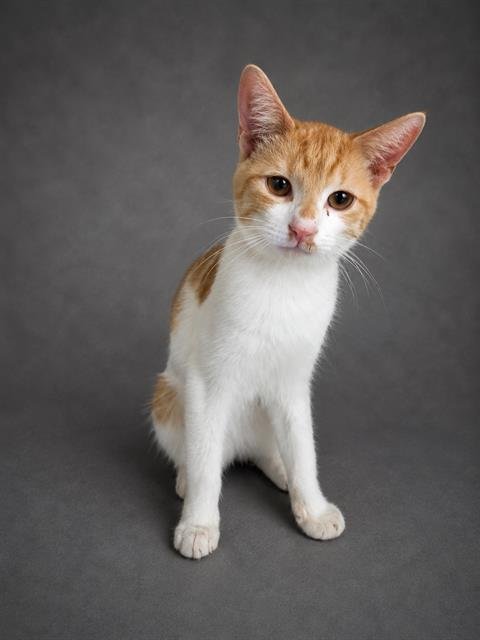 A1272326 - Domestic Short Hair for adoption in Lakeland