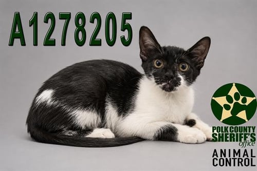 A1278205 - Domestic Short Hair available for adoption