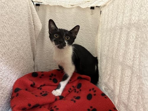 A1278205 - Domestic Short Hair available for adoption