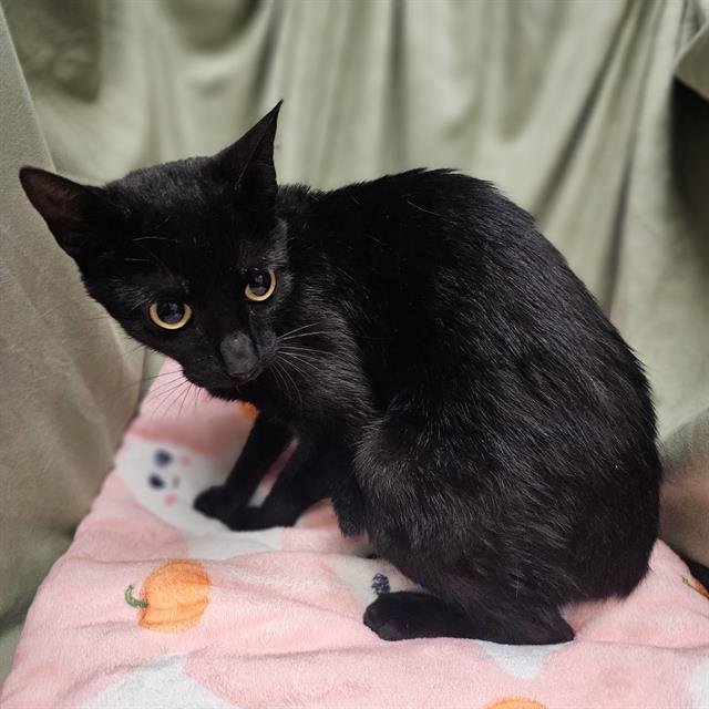 TORI - Domestic Short Hair available for adoption