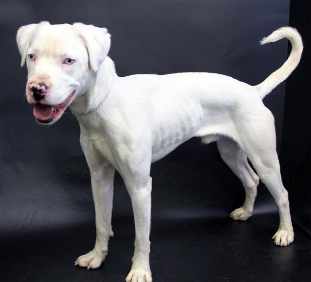 LOUIE - Boxer / Catahoula Leopard Dog available for adoption